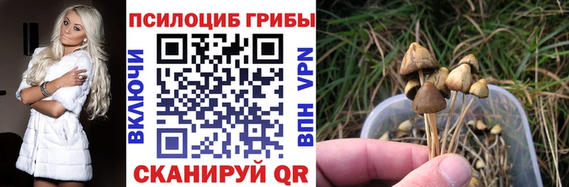 Купить  Староминская  Псилоцибиновые грибы Psilocybe 